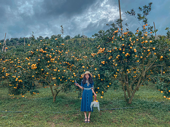vườn cam Mộc Châu