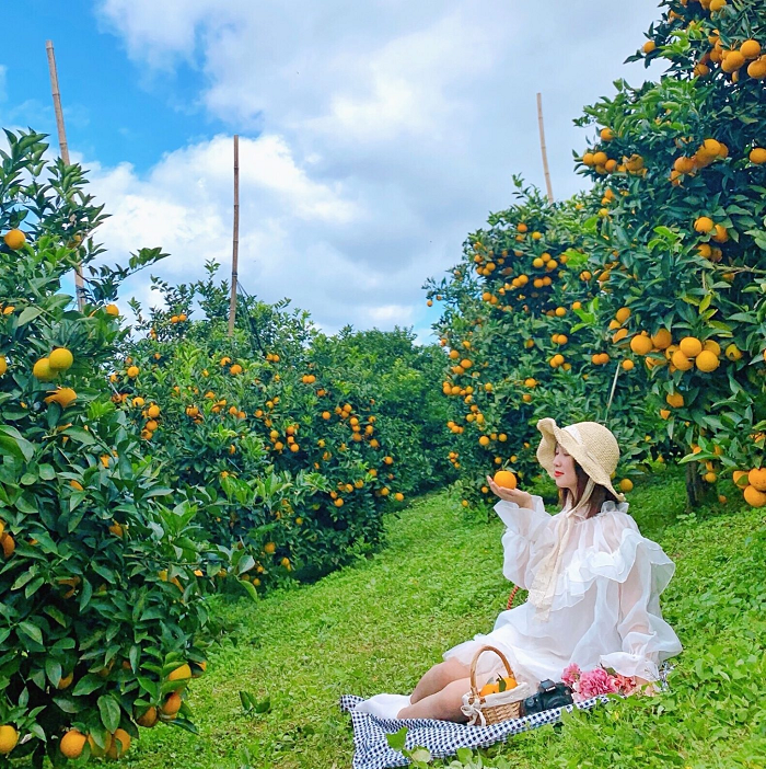 vườn cam Mộc Châu