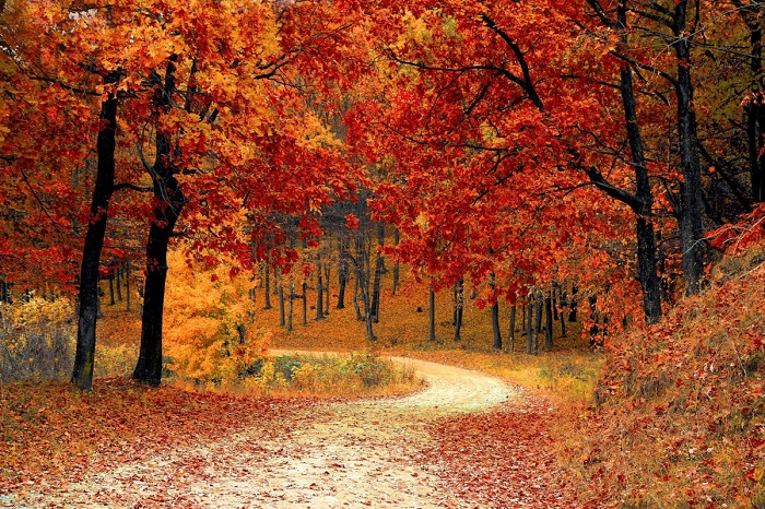 Cảnh tượng đẹp như một bức tranh tại Amsterdamse Bos khiến du khách muốn đắm chìm mãi