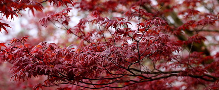  địa điểm ngắm lá phong ở Đài Loan