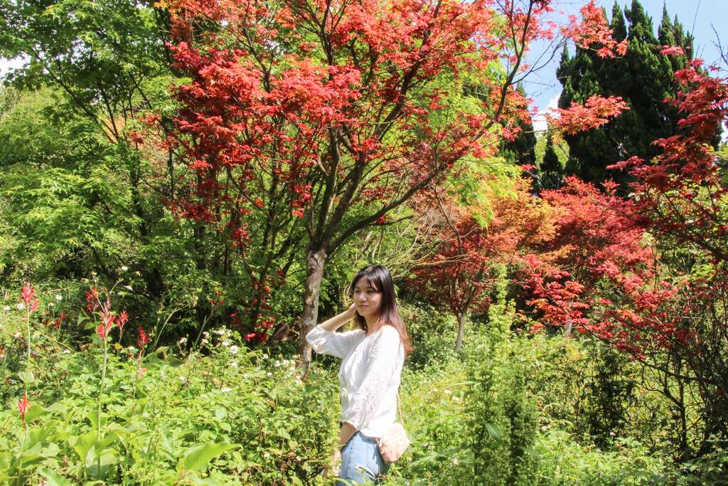  địa điểm ngắm lá phong ở Đài Loan