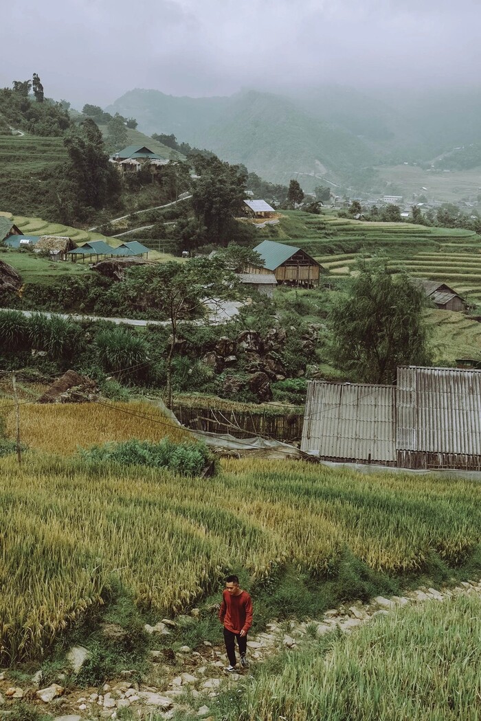 Rộn ràng du lịch Sapa mùa lúa chín: Vẻ đẹp của mùa vàng khiến bao du khách nao lòng