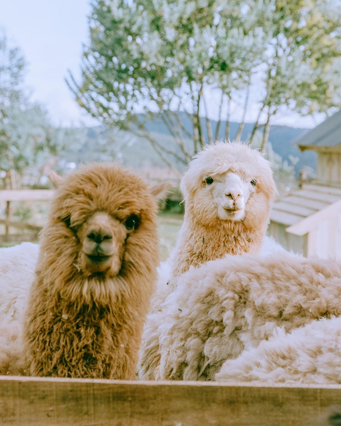 Nông trại Chika Farm Đà Lạt - chốn bình yên gây thương nhớ cho những kẻ mộng mơ