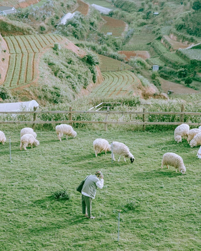 Nông trại Chika Farm Đà Lạt - chốn bình yên gây thương nhớ cho những kẻ mộng mơ