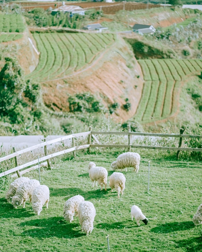 Nông trại Chika Farm Đà Lạt - chốn bình yên gây thương nhớ cho những kẻ mộng mơ