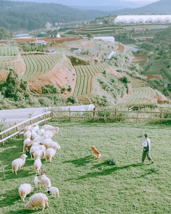 Nông trại Chika Farm Đà Lạt - chốn bình yên gây thương nhớ cho những kẻ mộng mơ
