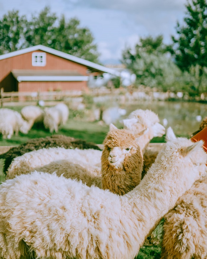 Nông trại Chika Farm Đà Lạt - chốn bình yên gây thương nhớ cho những kẻ mộng mơ