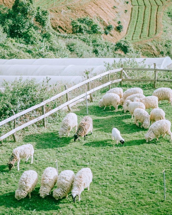 Nông trại Chika Farm Đà Lạt - chốn bình yên gây thương nhớ cho những kẻ mộng mơ