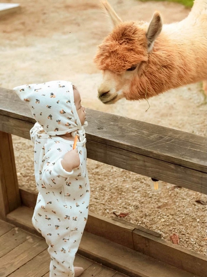 Nông trại Chika Farm Đà Lạt - chốn bình yên gây thương nhớ cho những kẻ mộng mơ