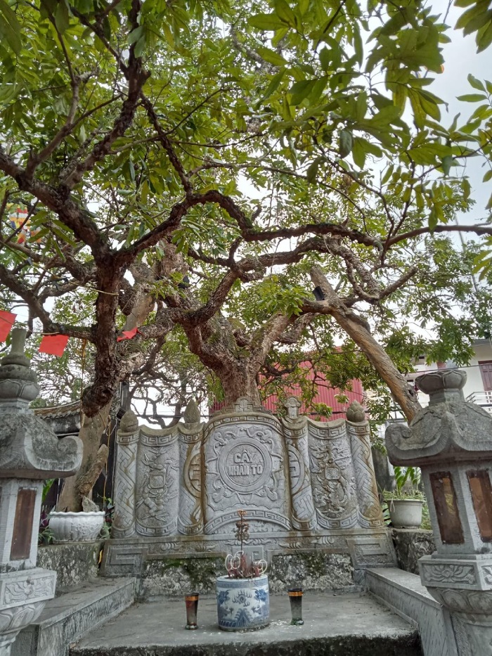 chùa hiến tại phố Hiến Hưng Yên có cây nhãn lồng tổ