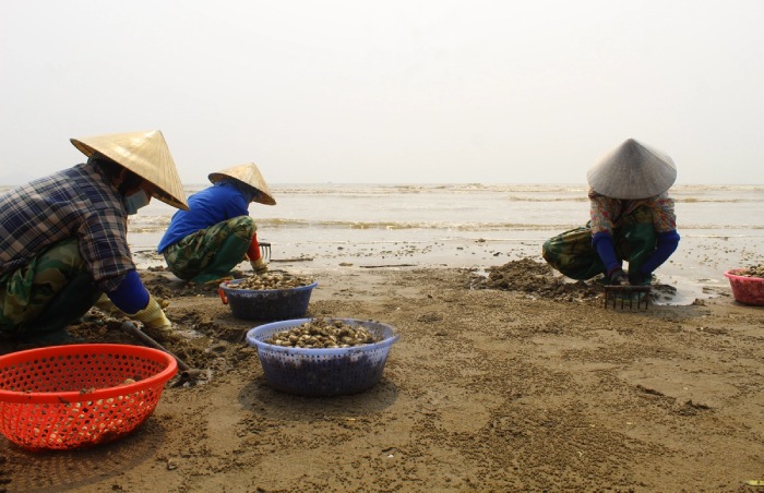 biển Cồn Vành Thái Bình nổi tiếng với nghề cào ngao