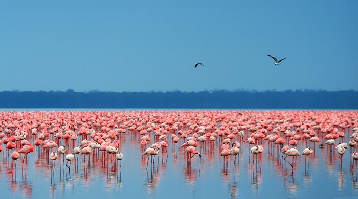 Hồ Nakuru, điểm đến màu hồng nổi tiếng thế giới
