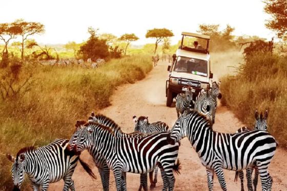 Đi Safari ở Tanzania: Chuyến phiêu lưu kỳ diệu tại Châu Phi nghìn trùng
