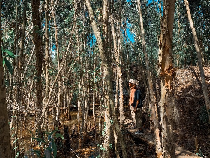 Địa điểm trekking ở An Giang hoang sơ - Rừng tràm Tân Tuyến