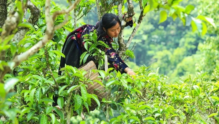 Khách du lịch Tủa Chùa Điện Biên sẽ được tham gia hoạt động hái chè và thưởng thức chè shan tuyết ngon