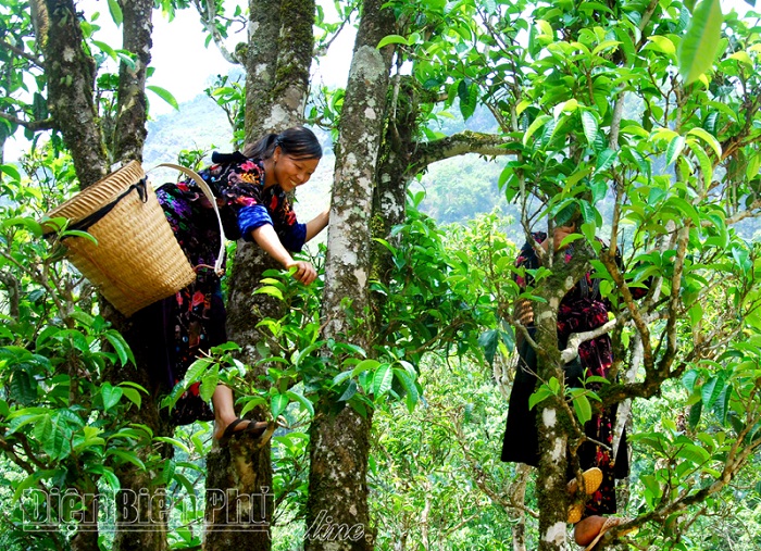 Du lịch Tủa Chùa Điện Biên không thể bỏ qua việc ghé thăm rừng chè shan tuyết cổ thụ