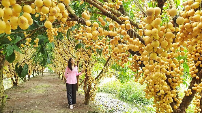 Du lịch Cần Thơ tháng 8 đi đâu? Tháng 8 là mùa thu hoạch trái cây ở miền Tây