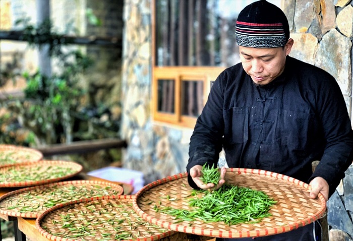 Chè shan tuyết mang lại nhiều giá trị sức khỏe cho khách du lịch Văn Chấn Yên Bái