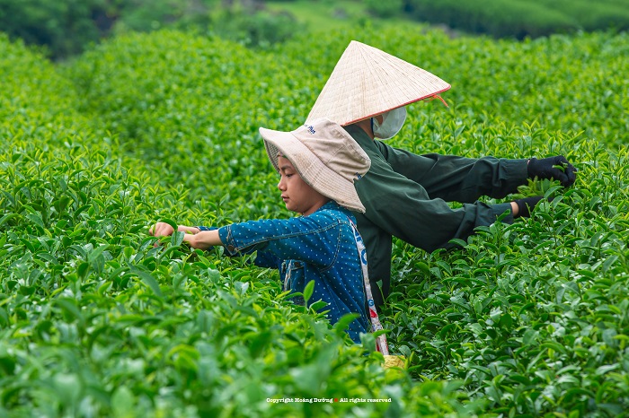 Ghé đồi chè Tân Lập để hiểu hơn về mùa thu hoạch chè Mộc Châu