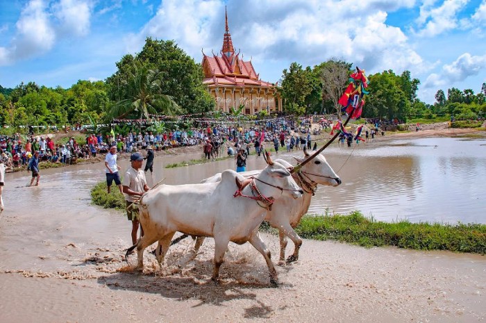 lễ hội đua bò Bảy Núi truyền thống tại an giang