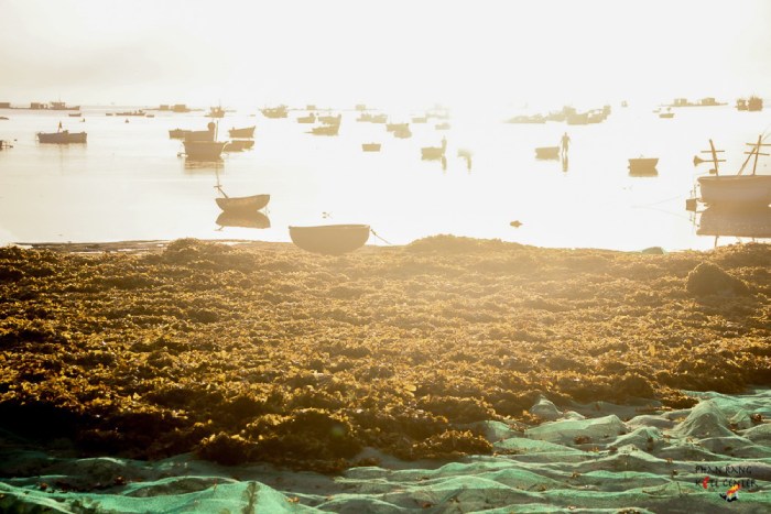 khám phá mùa rong mơ bằng thuyền thúng