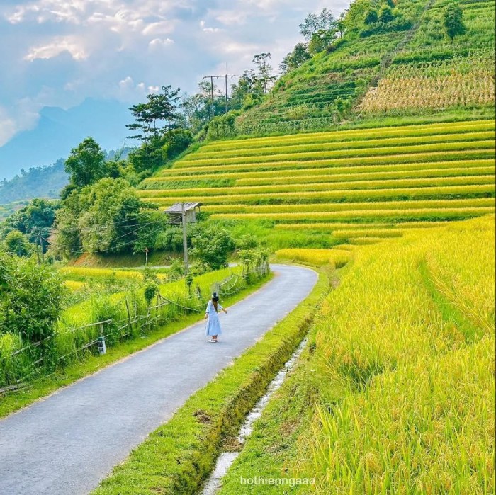 lúa chín vàng tại nậm cang sapa