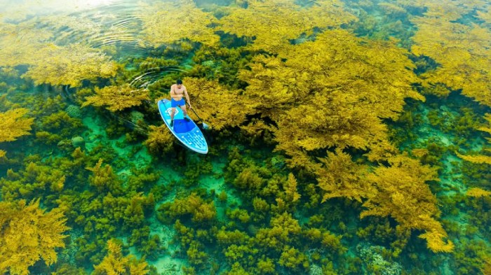 kinh nghiệm du lịch mùa rong mơ