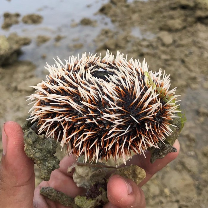 thưởng thức đặc sản hòn đỏ