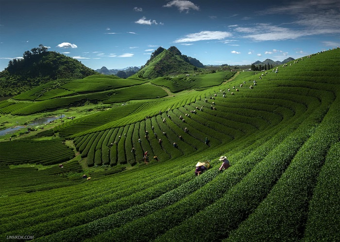 lịch trình đi mộc châu 3 ngày 2 đêm Mùa nào đồi chè cũng đẹp cũng hấp dẫn du khách gần xa lịch trình đi mộc châu 3 ngày 2 đêm