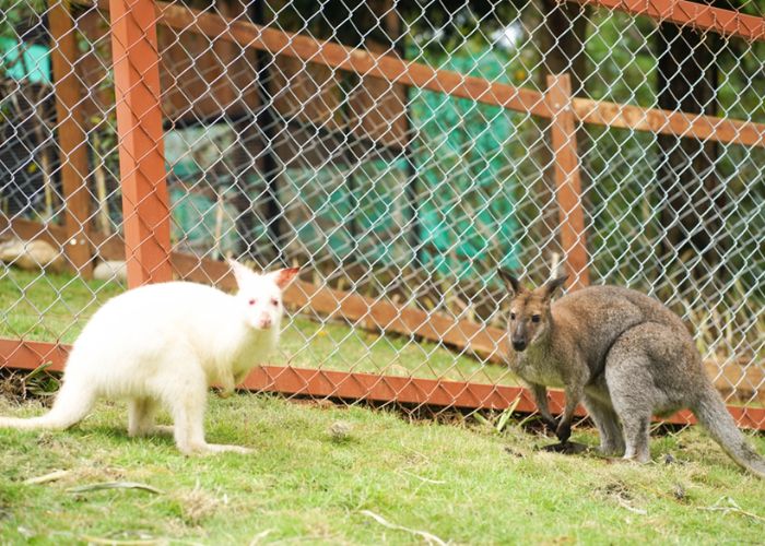 Chuột túi Wallaby – Kangaroo mini siêu đáng yêu tại DalaZoo.