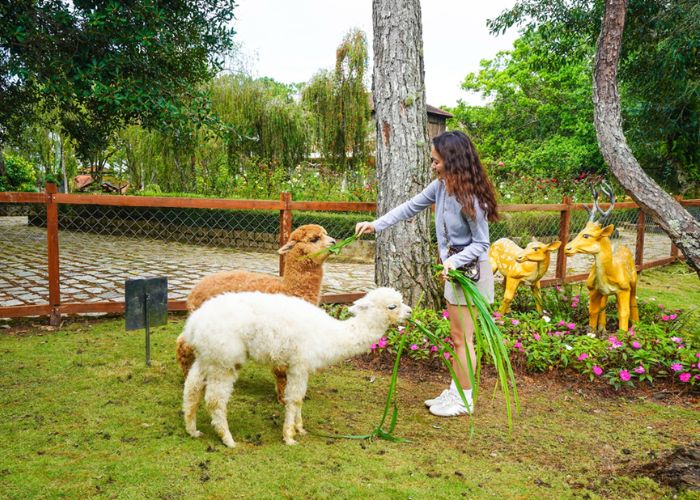 Trải nghiệm gần gũi cùng những chú Alpaca tại DalaZoo