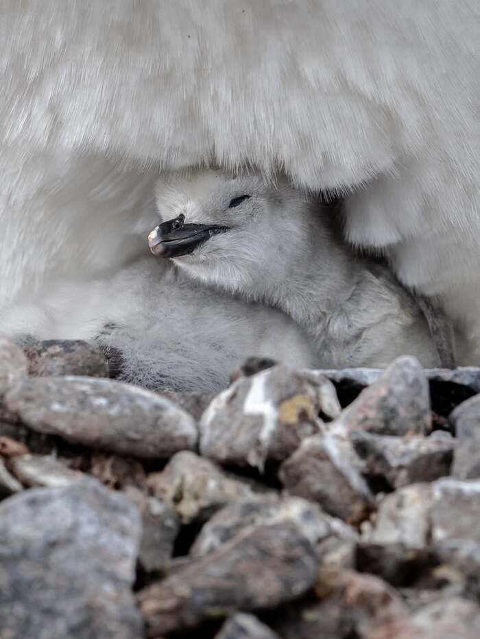 Thời điểm ghé thăm bán đảo Antarctic Nam Cực lý tưởng là tháng 11 - tháng 3