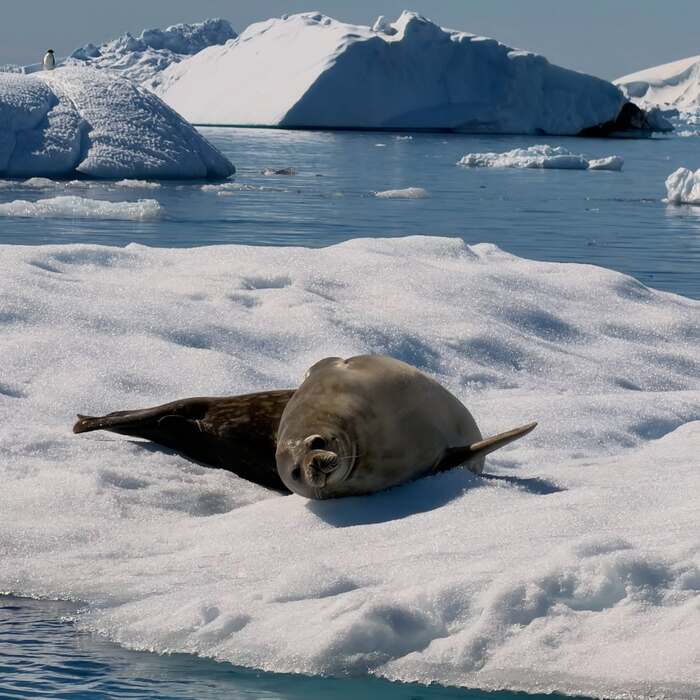 ngắm nhìn các loài động vật hoang dã trên bán đảo Antarctic Nam Cực