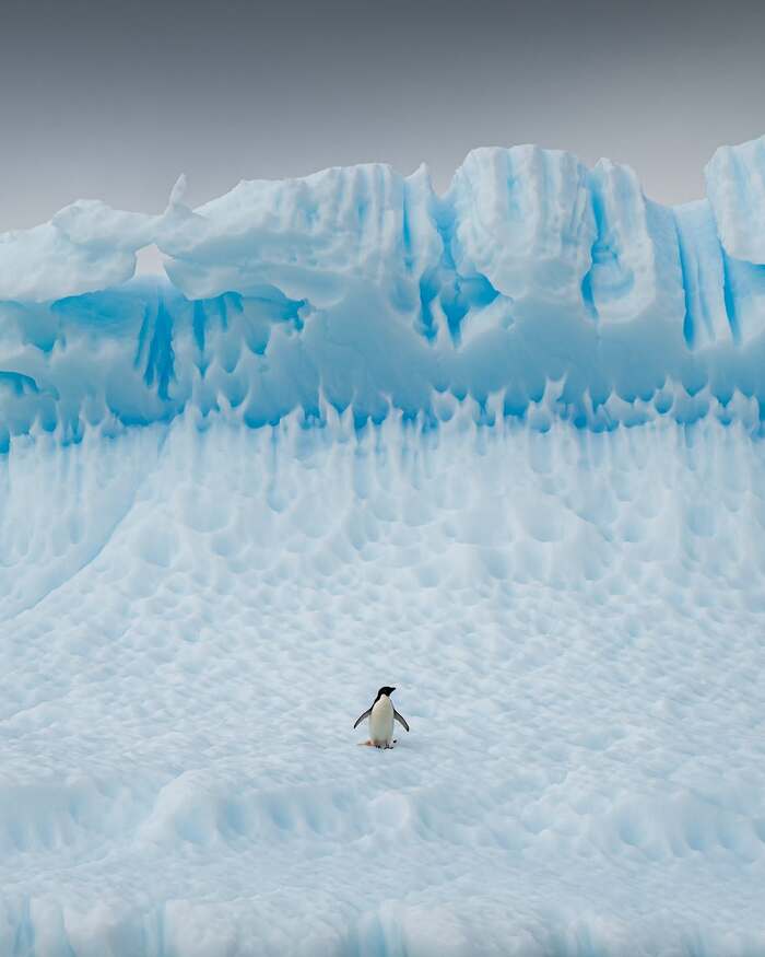 ngắm nhìn các loài động vật hoang dã trên bán đảo Antarctic Nam Cực