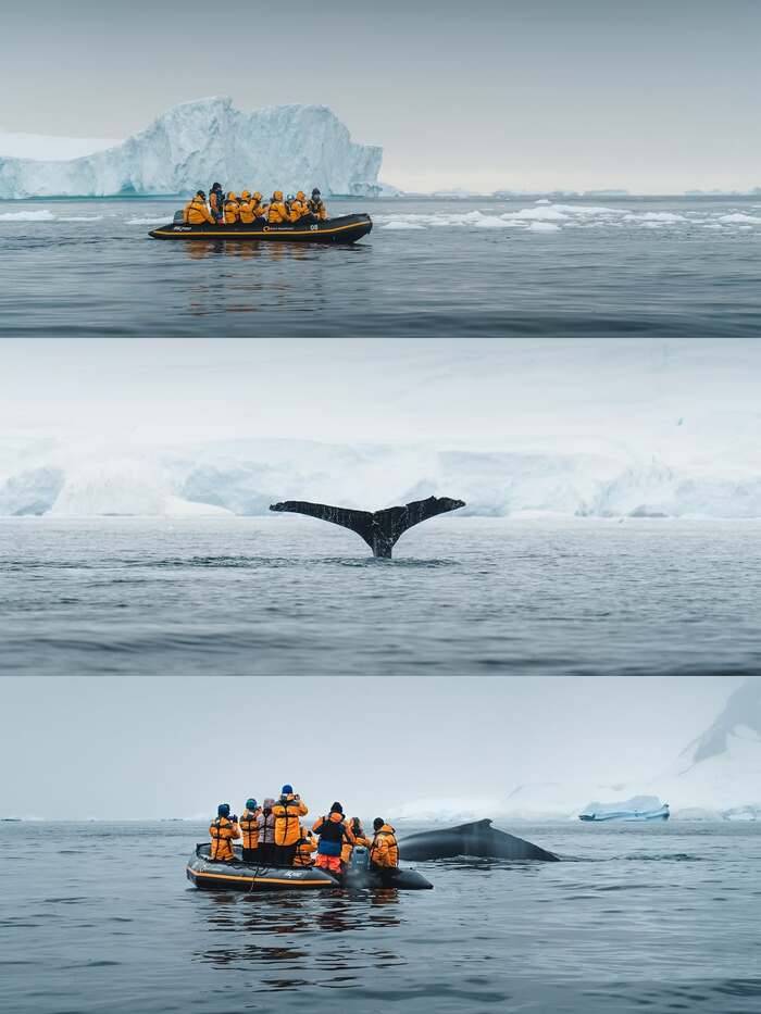 ngắm nhìn các loài động vật hoang dã trên bán đảo Antarctic Nam Cực