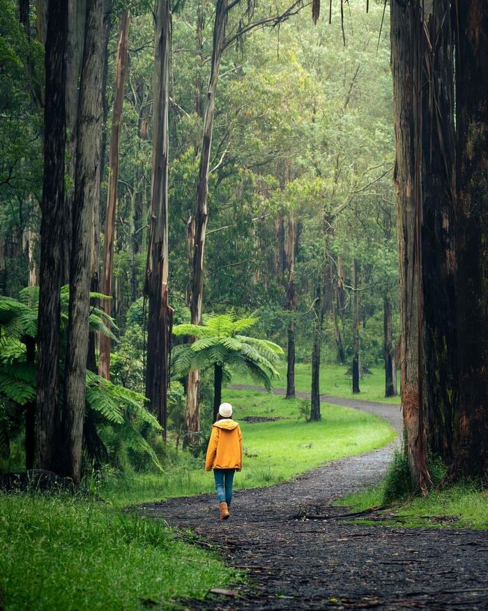 Công viên Quốc Gia Dandenong Úc là điểm dừng trekking ấn tượng