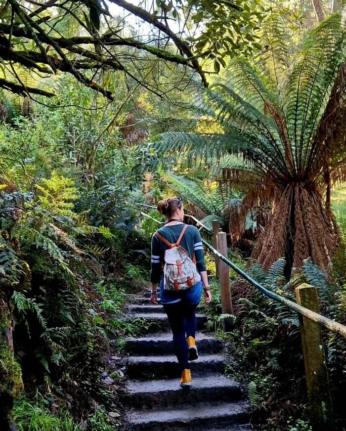 trekking khám phá công viên Quốc Gia Dandenong Úc là ô tô