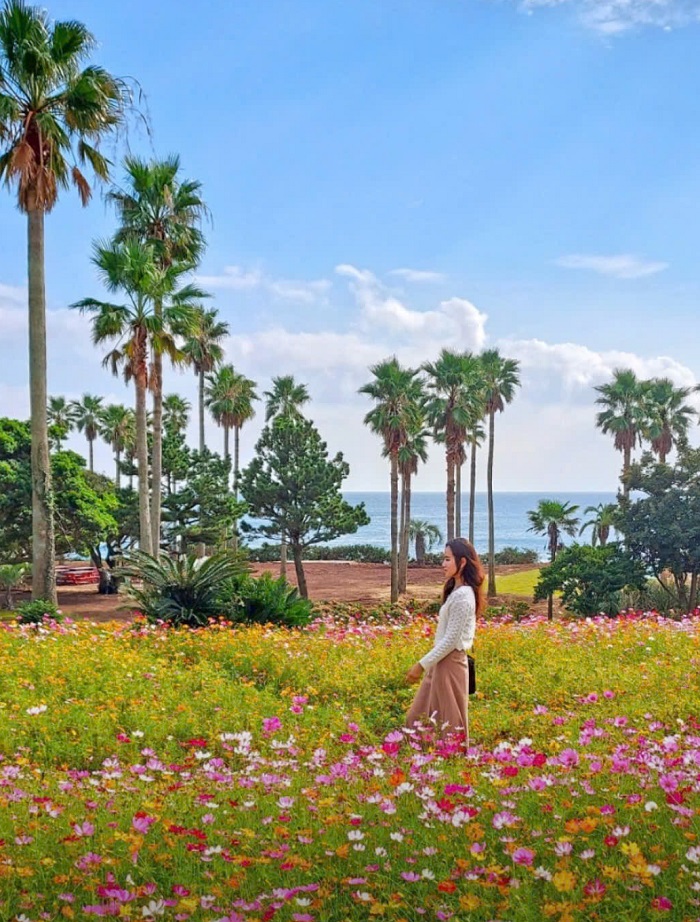 du lịch Hàn Quốc mùa thu Đảo Jeju mùa thu không chỉ có lá vàng du lịch Hàn Quốc mùa thu