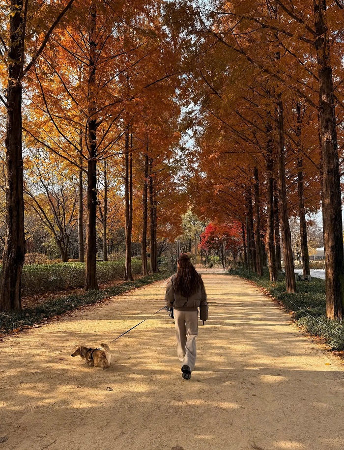 du lịch Hàn Quốc mùa thu Seoul Forest nổi tiếng trên bản đồ du lịch Hàn Quốc mùa thu