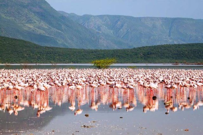 Chim hồng hạc trên hồ Turkana - Ảnh: Abiri Kenya