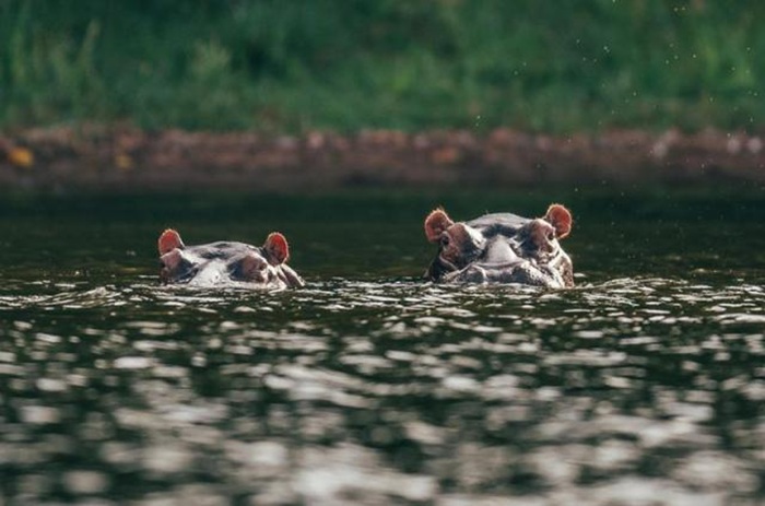 Động vật sống dưới nước ở hồ Victoria - Ảnh: Gondwana Tours & Safaris