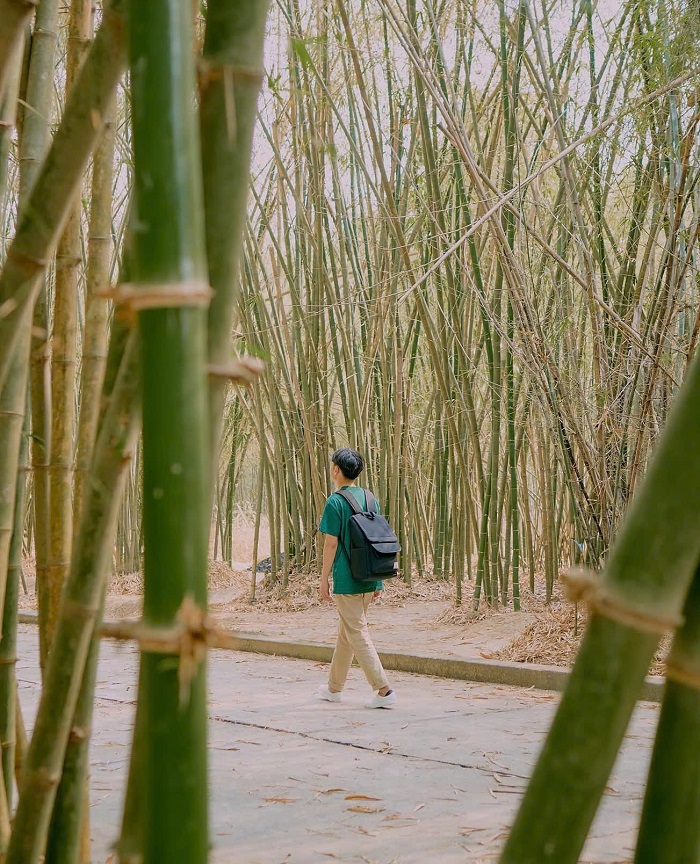 Làng tre Phú An Bình Dương quy tụ hàng trăm mẫu tre, giống tre