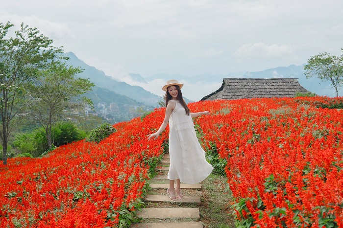Không khó khăn để tới chiêm ngưỡng mùa hoa xác pháo Fansipan