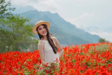Mùa hoa xác pháo Fansipan đang nở rộ - Note ngay kinh nghiệm ngắm hoa