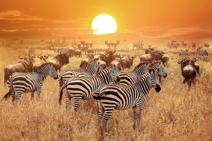 Đến Serengeti, du khách ngắm hàng nghìn con ngựa vằn di cư - Ảnh: Vietravel