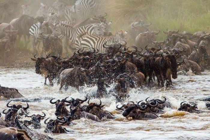 Đến Masai Mara chứng kiến cảnh linh dương vượt sông Mara trong hành trình di cư - Ảnh: Acacia Safaris Uganda