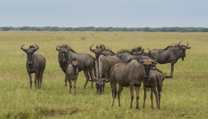 Chobe là vườn quốc gia ở châu Phi nổi tiếng với những đồng cỏ rộng lớn - Ảnh: Chobe National Park