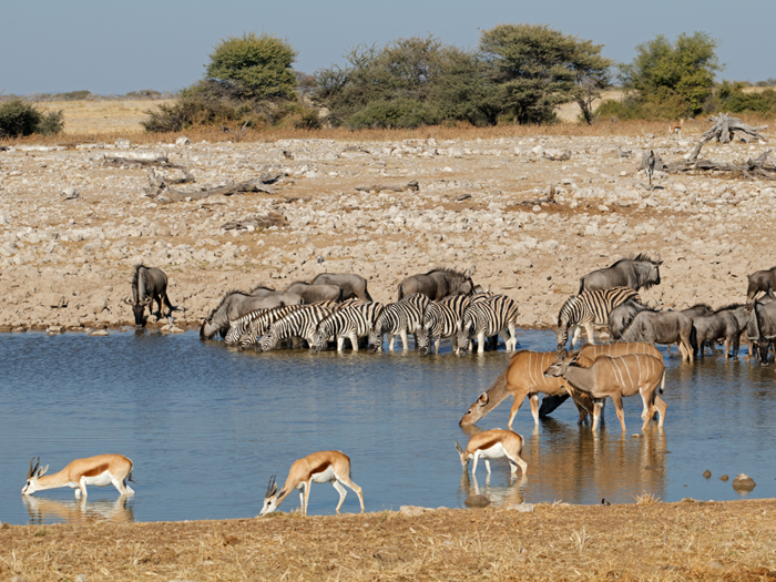 Những hồ nước còn sót lại ở vườn quốc gia Etosha - Ảnh: Migola Travel