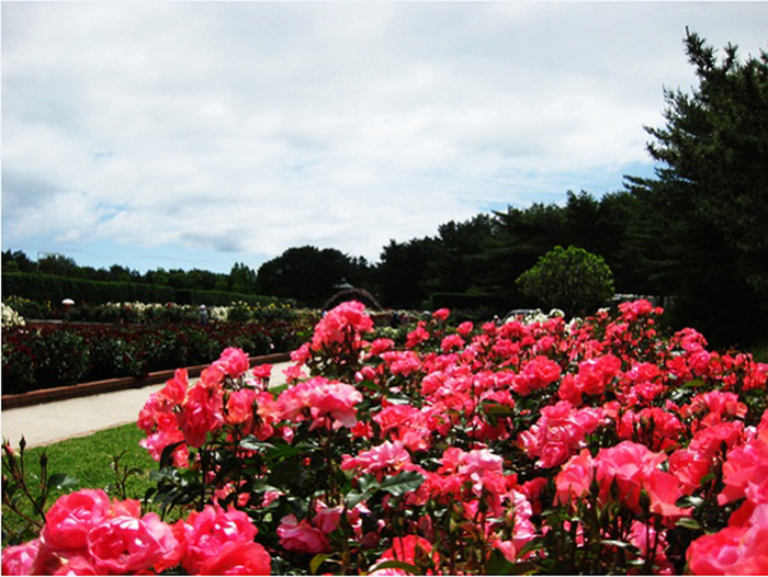 thiên đường hoa ở công viên Hitachi Seaside 