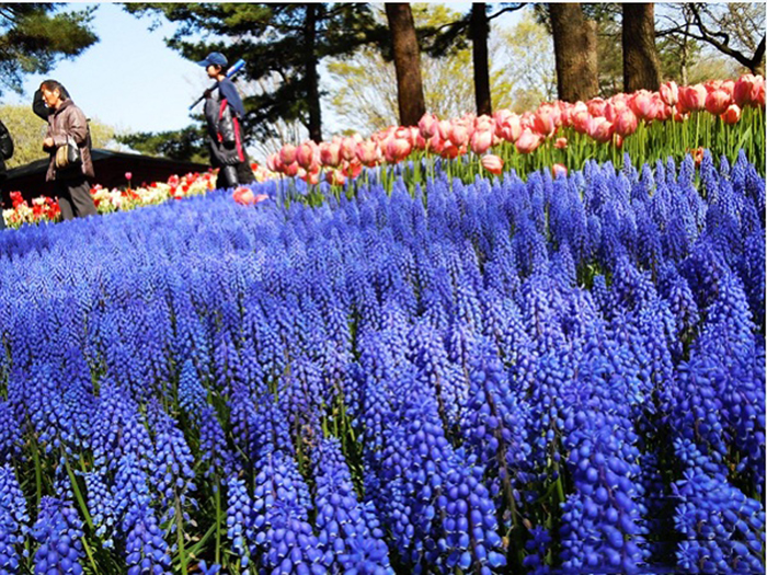 thiên đường hoa ở công viên Hitachi Seaside 